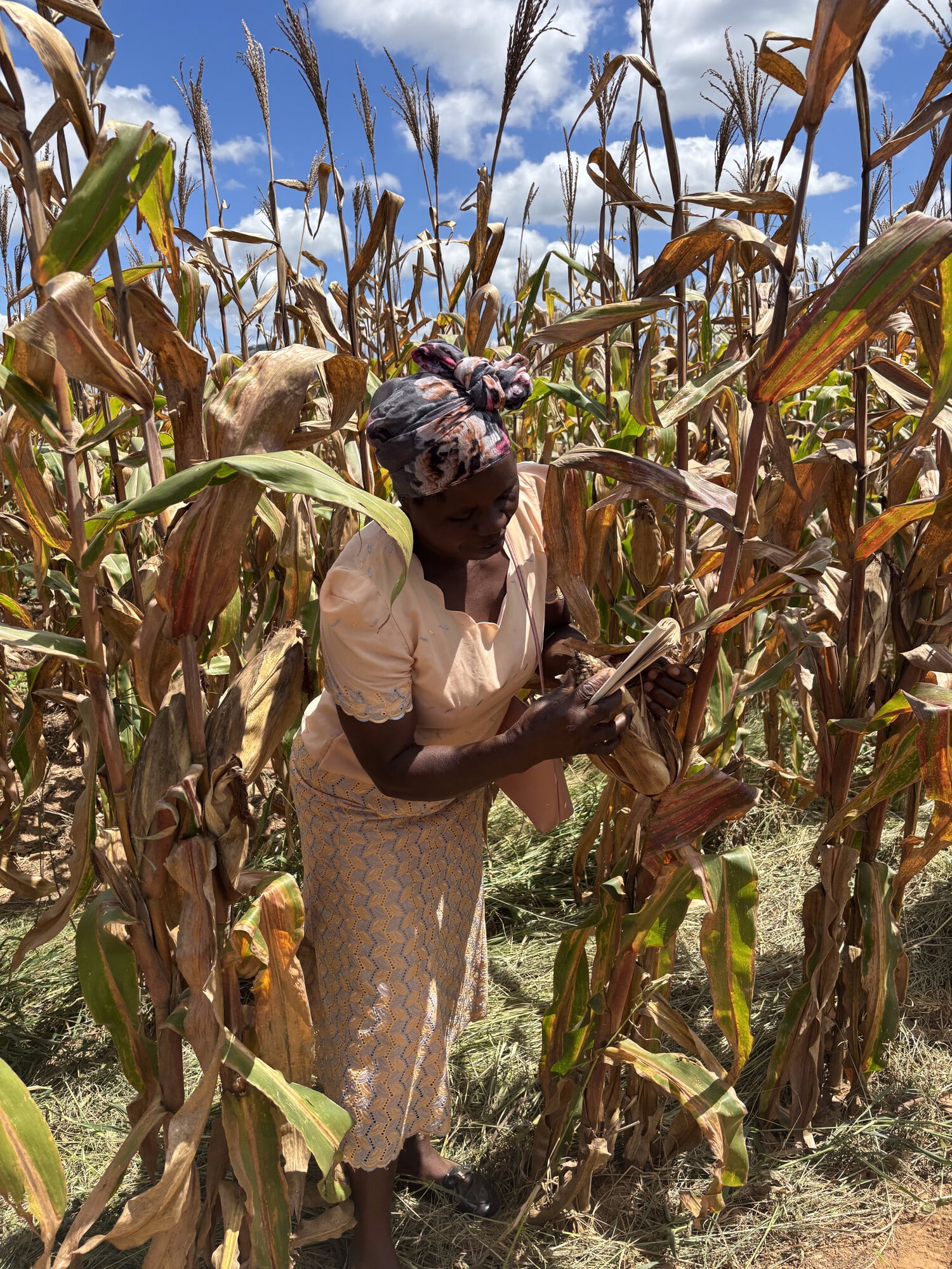 Juliet's bumper crop provides the perfect classroom for other local farmers to learn from.